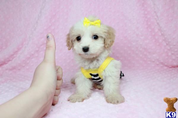 lvpuppyheaven Picture 2